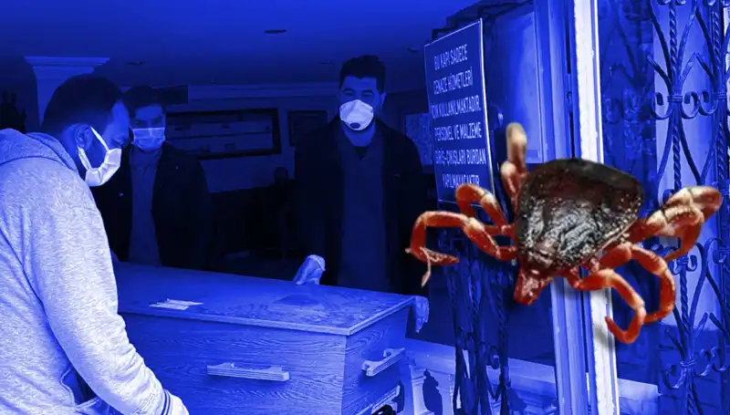 İstanbul'daki Keneler Zararsız mı? Bilimsel Araştırma Sonuçları Açıklandı