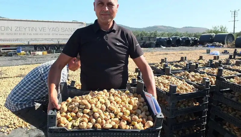 Balıkesir'de Tarım Hasadı Hız Kazandı: İhracatta Yeni Pazarlar