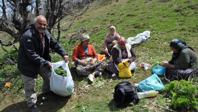 Yüzlerce Ailenin Geçim Kaynağı: Kilosu 250 Lira Olan Ürün İçin 5 Saat Yürüyüş