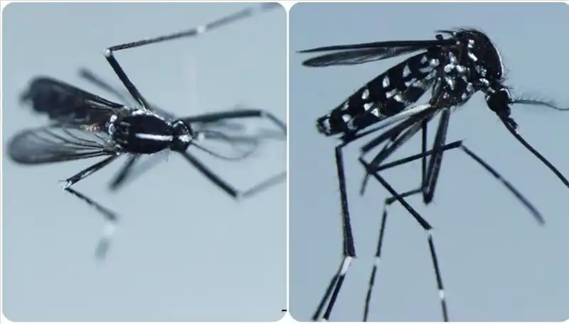 Chikungunya Virüsü Hakkında Bilmeniz Gerekenler: Belirtileri ve Görüldüğü Ülkeler