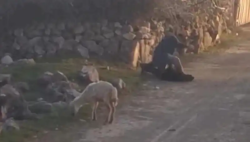 Koyuna Eziyet Eden Şahıs Gözaltına Alındı, Hayvan Hakları Yeniden Konuşuluyor