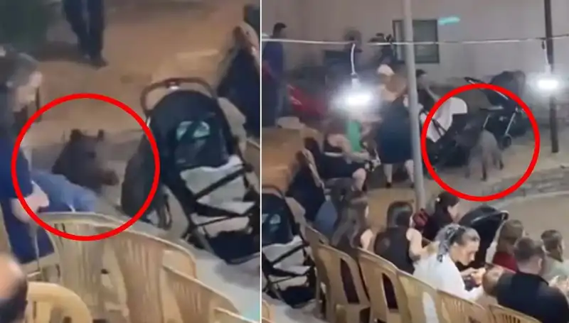 Düğün Salonu Geleneksel Kutlamada Yaban Domuzu Şoku Yaşadı