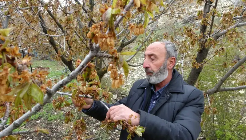 Zirai Don, Albastı Kirazı Üreticilerini Zora Soktu: Ciddi Kaybı Hissediyoruz