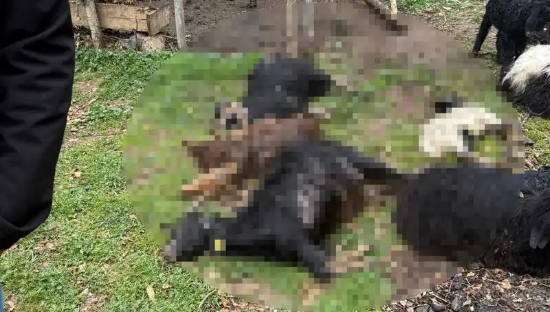 Sahipsiz Köpekler 18 Keçiyi Korkunç Bir Şekilde Telef Etti