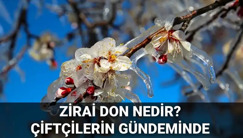 Zirai Don Olayları: Çiftçileri Bekleyen Tehlike ve Zararların Karşılanması