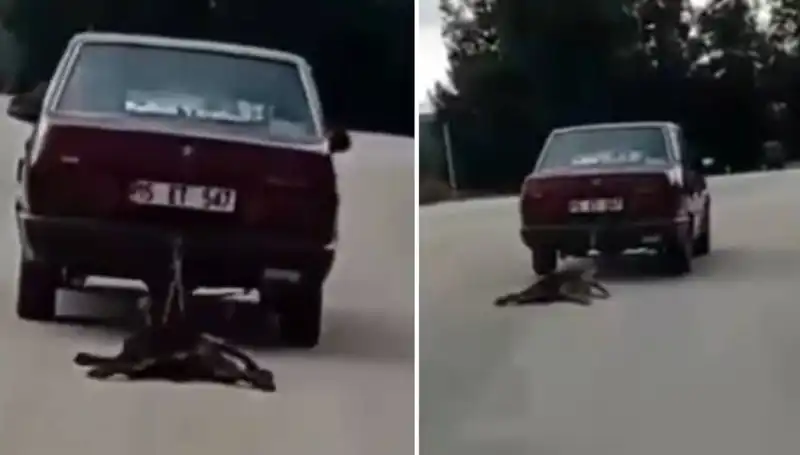 Otomobilin Arkasına Bağlı Köpek Uçurumu Şaşkınlıkla İzledi