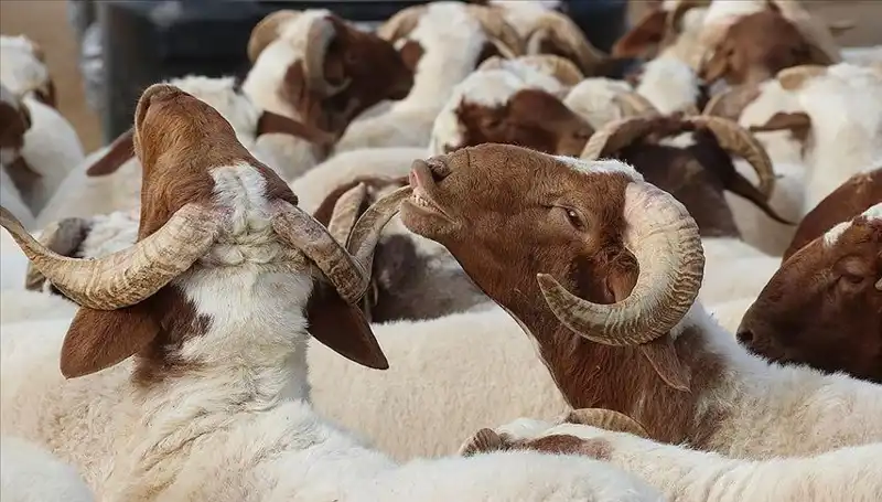 Akika Kurbanı Nedir? Akika Kurbanının Önemi ve Yenip Yenmeyeceği