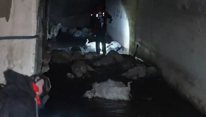 : Keskin Koku Nedeniyle Onlarca Hayvan Telef Oldu: Alarm Zilleri Çaldı!