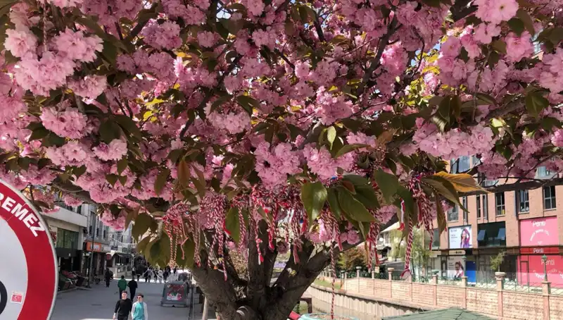 Süs Erik Ağaçlarına Martenitsa Bağlanması: Geleneksel Bir Annenin Hikayesi