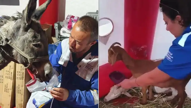 Yangından Etkilenen Eşeğe Oksijen Maskeli Hayat Kurtaran Tedavi!