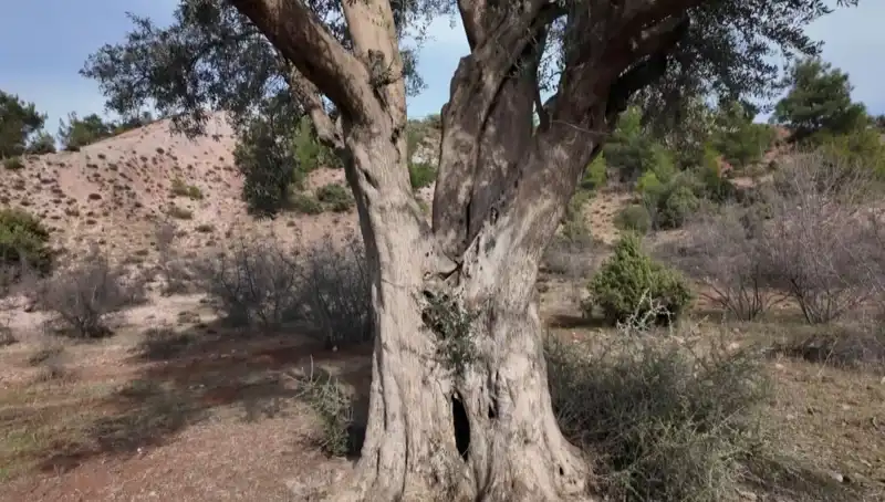 800 Yıllık Zeytin Ağacı: Tarihin Tanığı ve Doğanın Mucizesi
