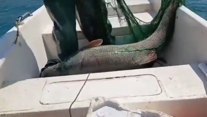 Dünyanın En Büyük Turna Balığı 72 Kilogram Ağırlığında Yakalandı!