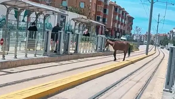 Eskişehir Tramvay Raylarında Göz Göze Geldiğimiz Baş Belası: Şaşkın At