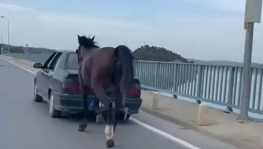 Adana'da At Hayvanlarına Eziyet Eden Kişi Tutuklandı