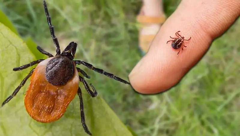 Kene Isırmalarında Bilinmesi Gerekenler: Önlem Almanın Yolları
