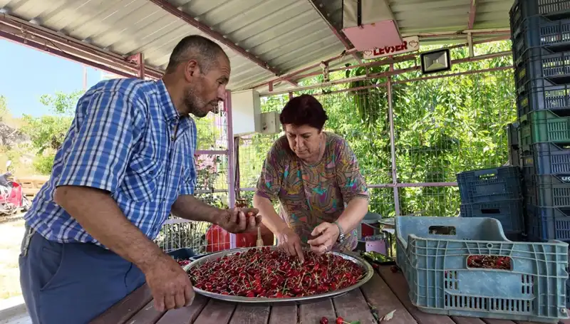 Üreticilerin Yeni Gözdesi: Sabah Hasadı ile Günlük 900 Lira Kazanç