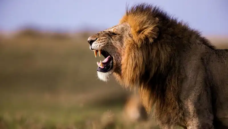 14 Yaşındaki Kız Aslan Saldırısında Hayatını Kaybetti, Aile Yasa Boğuldu
