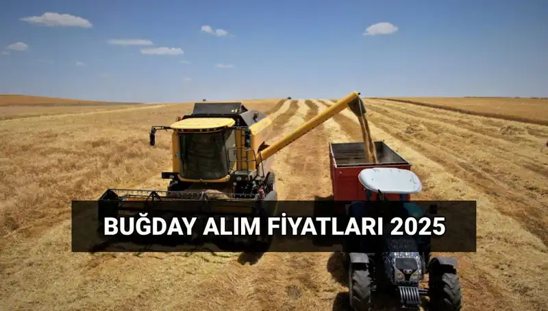 Buğday Alım Fiyatları Ne Zaman Yatacak? TMO 2025 Beklentileri