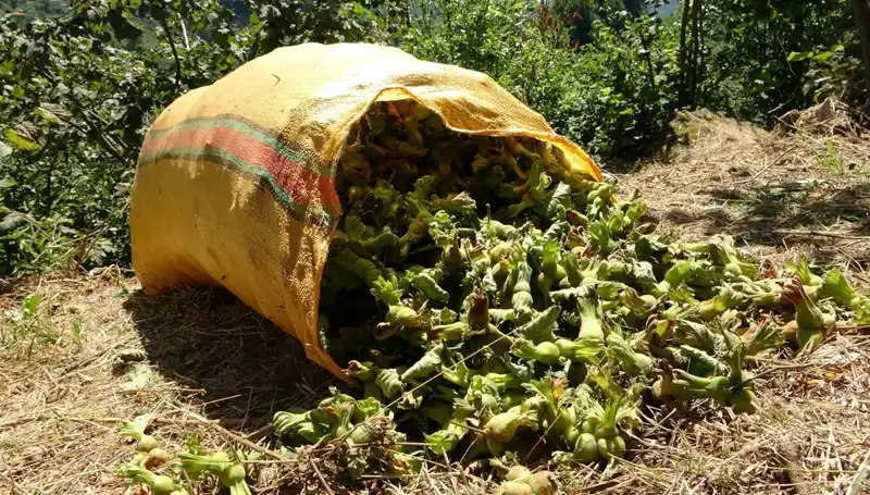 Fındık Meyvesi Giresun'da Hasat İçin Hazır: Çiftçiler Bekliyor