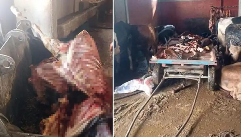 Adana'da Şok Gerçek: 2,5 Ton At Eti Ele Geçirildi!