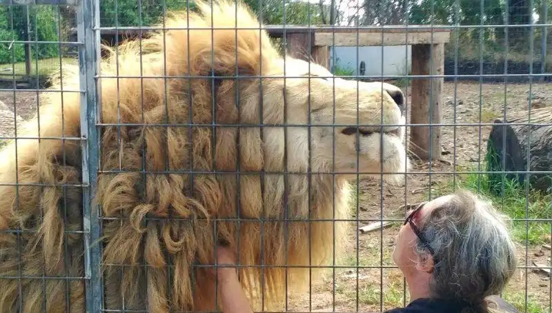 Avustralya'da Kafes İçinde Aslan Saldırısı: Kadının Kolunu Kaptı