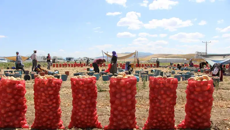 Amasya’nın Tatlı Elmaları Avrupa ve Rusya Pazarında Öne Çıkıyor