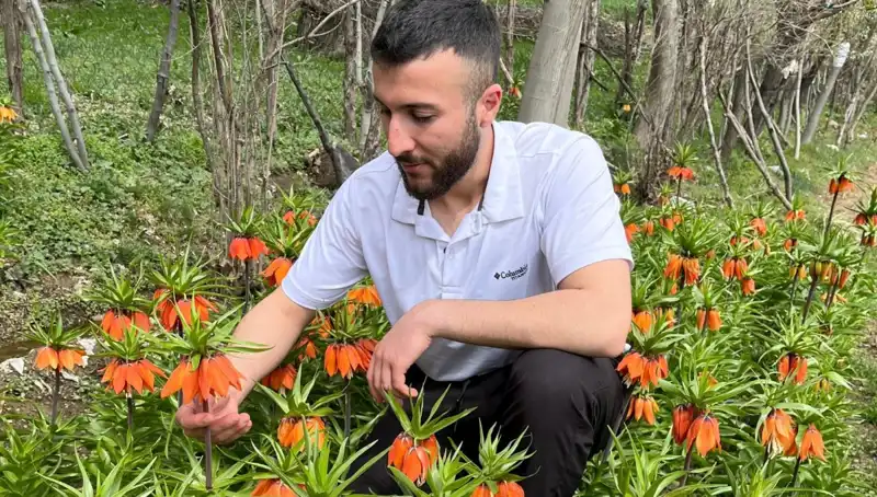 Ağlayan Gelin Nedir? 20 Günlük Ömrüyle Şaşırtan Cezası ve Özellikleri
