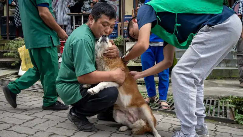 Filipinler'de Kuduz Alarmı: 2024 Yılında 426 Kişinin Ölümü Şok Etkisi Yarattı