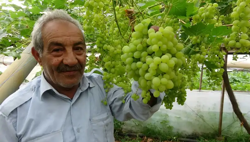 Zirai Don Etkisiyle Meyve Fiyatları Nasıl Yükseldi?