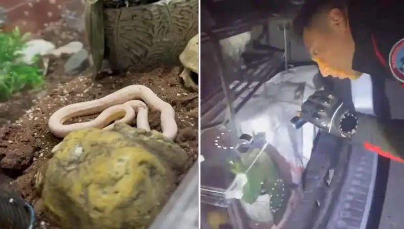 Devriye Ekipleri Şokta: Aracın Arka Koltuğunda Zehirli Yılanlar Bulundu!