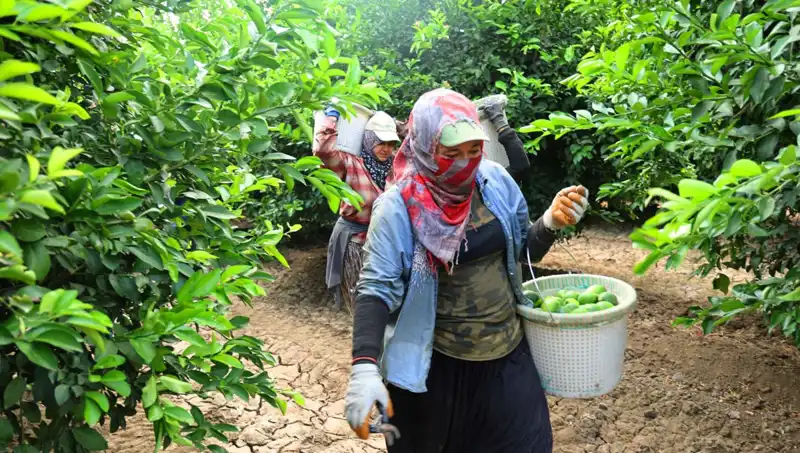Markette Patlıcan Fiyatları Düşecek mi? Yeni Hasat Öncesi Endişeler