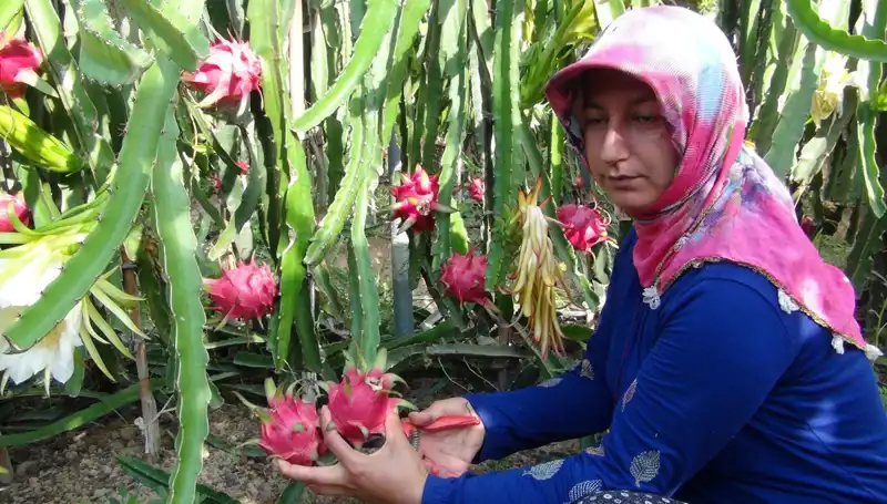 Emekli Oldu, Pitaya Üretmeye Başladı: Kilogramı 200 TL