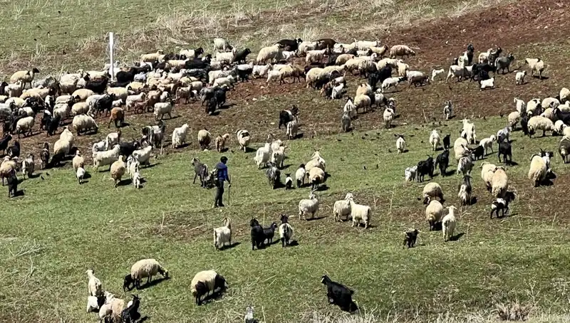 Çoban Krizi Derinleşiyor: 70 Bin Lira Maaş Yetersiz Mi?