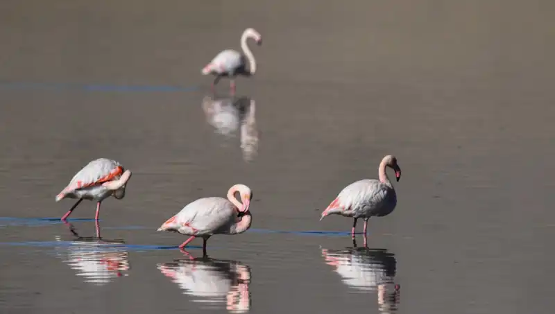 Kuş Cennetinde Kuraklık Alarmı: Flamingolar Tehdit Altında!