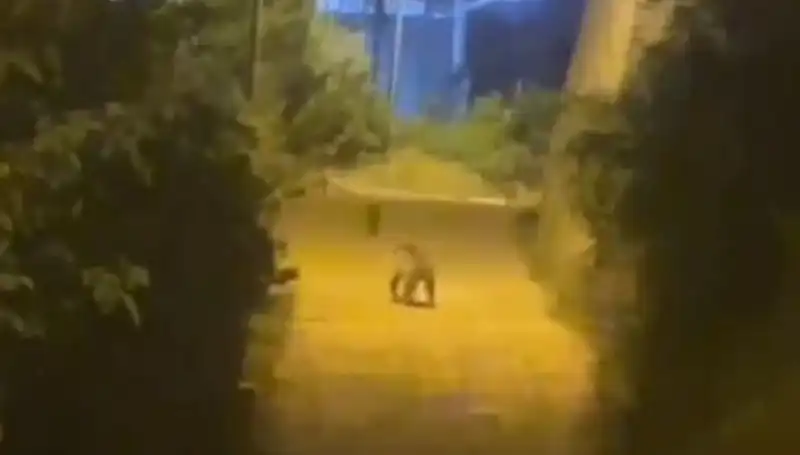 Gümüşhane Merkezinde Ayı Görüntülendi: Şehirde Heyecan Dolu Anlar!
