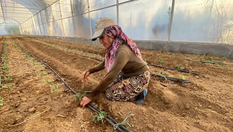 Fidelerin Toprakla Buluşma Anı: Her Gün 6 Saatlik Emekle Gerçekleşiyor!