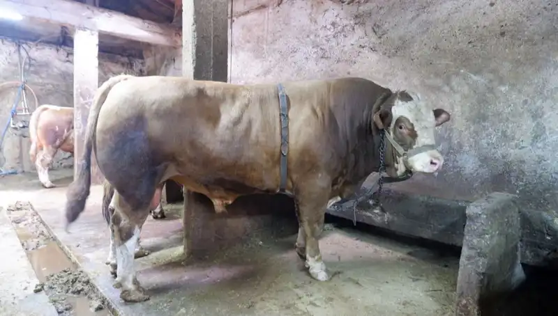 1 Ton 200 Kilo Ürün Alıcısını Buldu: Fiyatı Dikkat Çekiyor!