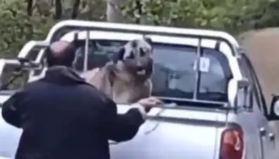 Trabzon'da Yüreklerimizi Dağlayan Köpek Dövme Olayı