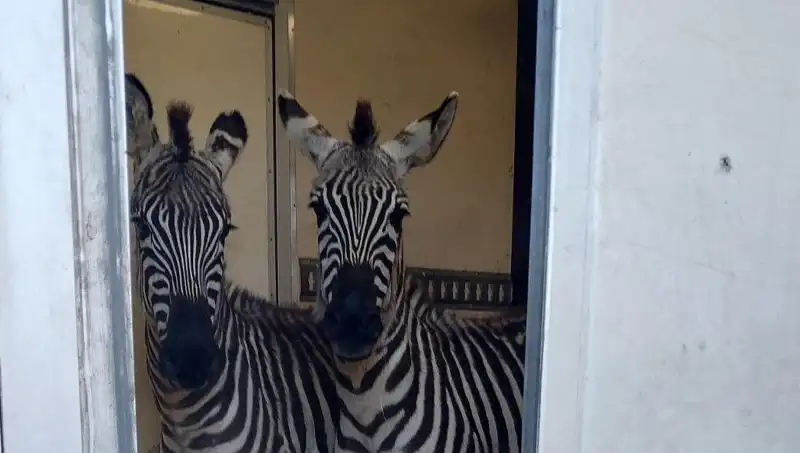 Sınırda Durdurulan Minibüste Şaşırtıcı Hayvan Yükü: 2 Zebra, 6 Maymun, Antilop ve Kuğu!