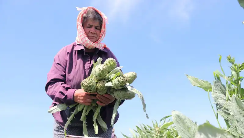 Tarladan Sofralara Ulaşan Ürünlerin Değeri: Tezgah Fiyatları Neden 50 TL?