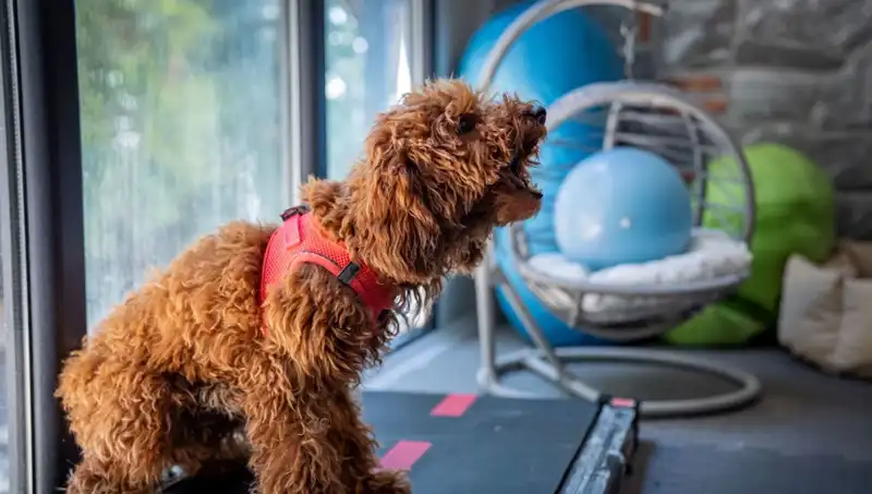 Muffin: Psikolojik Sorunlarla Mücadele Eden Bir Kahramanın İnanılmaz Hikayesi