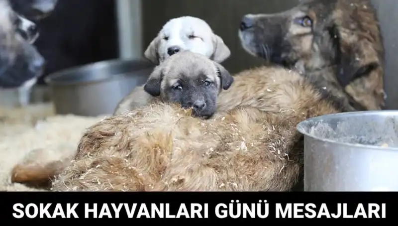 Dünya Sokak Hayvanları Günü: Duyarlılığı Artırma ve Farkındalık Yaratma Zamanı