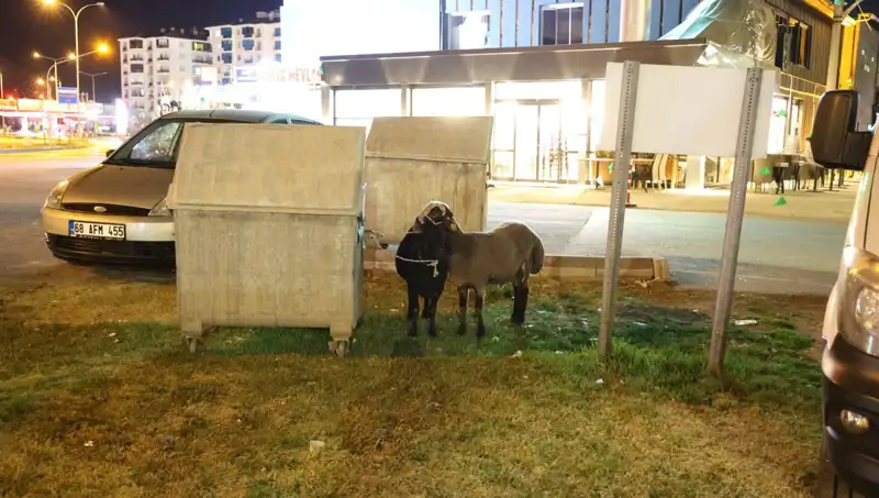 Yola Düşen "Mor Karaman" Koyunlarının Dramı: Hayvanseverler Devreye Girdi!