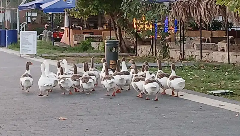 Denizde Yüzen Kazlar Feci Bir Sonla Karşılaştı: 8'inin Ölüm Sebebi Ne?