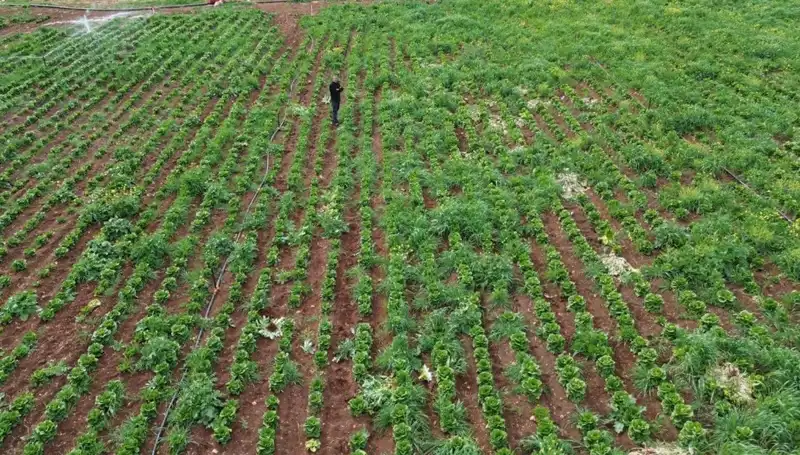 Kuraklık, Marul Hasadını Tehdit Ediyor: Çiftçiler Ne Yapacak?