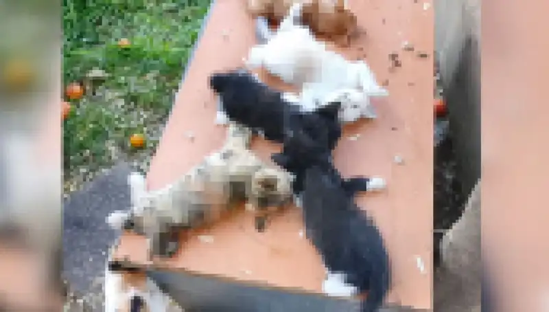 Bursa’da Yavru Kedi Katliamı: Sekiz Masum Can Yürekleri Burkuyor