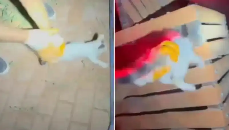 Gece Yarısı Kedi Kurtarma Operasyonu: İtfaiye Müdahale Etti