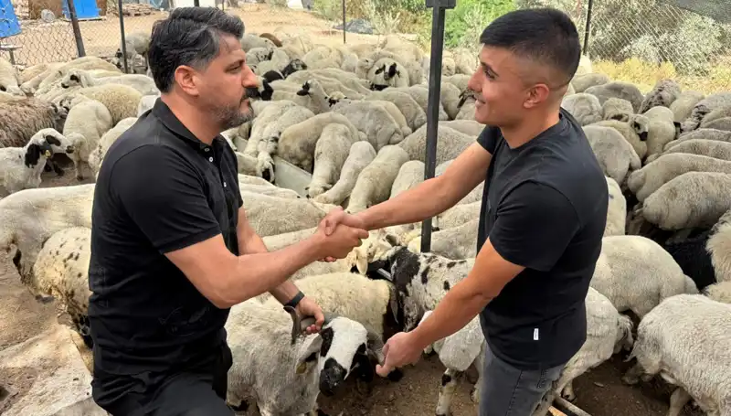 Kurbanlık Alırken Dikkat! Tuz ve Sumak Koyunları Şişkin Gösteriyor