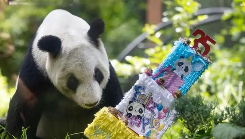 35 Yaşında Dev Panda Xin Xin: Yaşamı ve Mirası Hakkında Bilmeniz Gerekenler