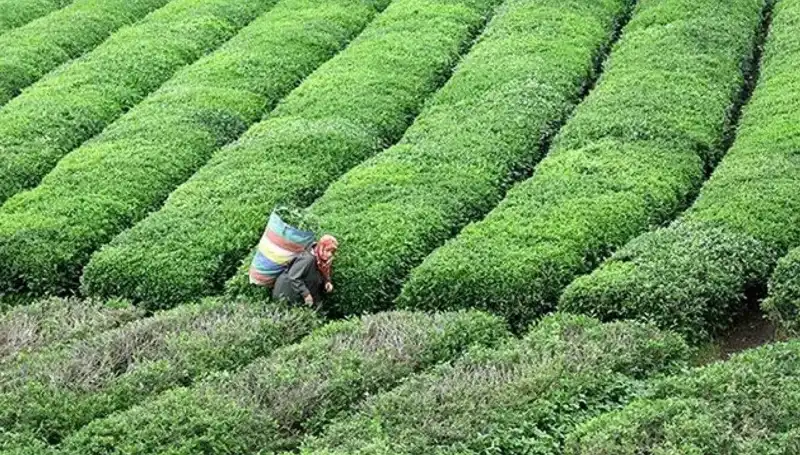 Bayramda ÇAYKUR’dan Yaş Çay Alımında Yılın Hiç Görülmemiş Fırsatı!